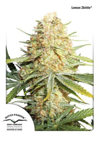 (Bild für) Lemon Kix (Lemon Zkittle) Auto Feminised Seeds