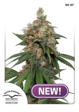 (Bild für) HiFi 4G Feminised Seeds