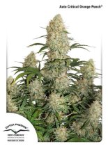 (Bild für) Critical Orange Punch Auto Feminised Seeds