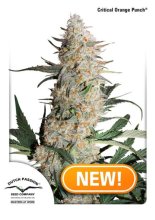 (Bild für) Critical Orange Punch Feminised Seeds