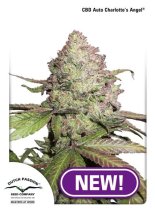 (Bild für) Charlotte's Angel CBD Auto Feminised Seeds