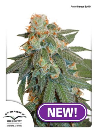 (Bild für) Orange Bud Auto Feminised Seeds