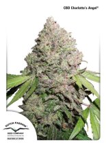 (Bild für) Charlotte's Angel CBD Feminised Seeds