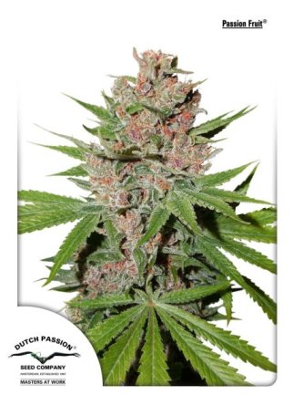 (Bild für) Passion Fruit Feminised Seeds