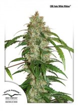 (Bild für) White Widow CBD Auto Feminised Seeds