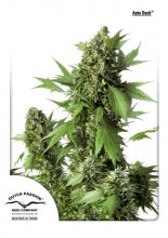 (Bild für) Duck Auto Feminised Seeds