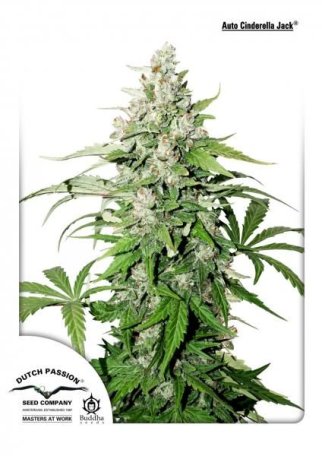 (Bild für) Cinderella Jack Auto Feminised Seeds