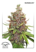 (Bild für) Glueberry O.G. Auto Feminised Seeds