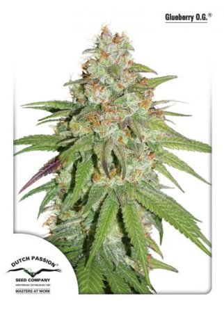 (Bild für) Glueberry O.G. Feminised Seeds