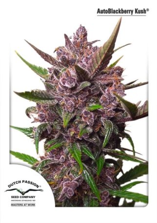 (Bild für) Blackberry Kush Auto Feminised Seeds