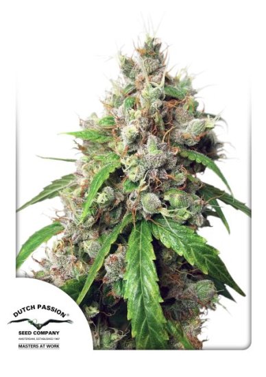 (Bild für) Euforia Auto Feminised Seeds