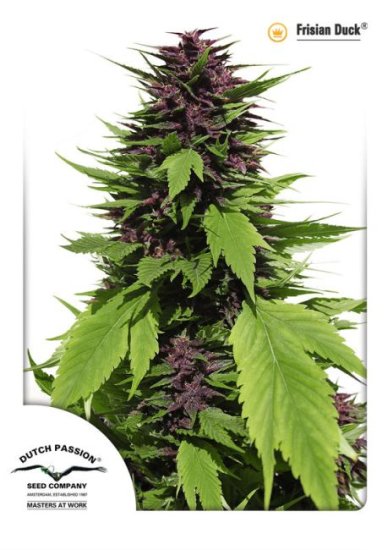 (Bild für) Frisian Duck Feminised Seeds