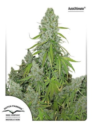 (Bild für) Ultimate Auto Feminised Seeds