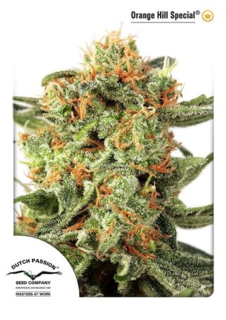 (Bild für) Orange Hill Special Feminised Seeds