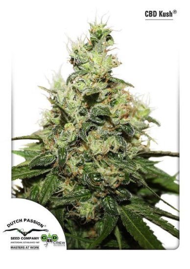 (Bild für) Kush CBD Feminised Seeds