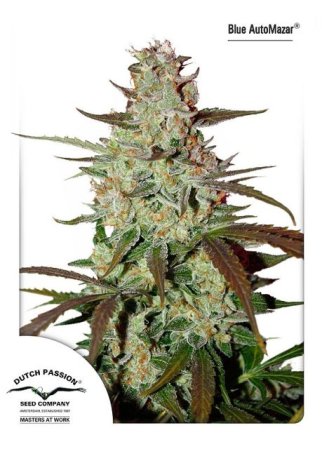 (Bild für) Blue Mazar Auto Feminised Seeds