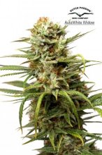 (Bild für) White Widow Auto Feminised Seeds