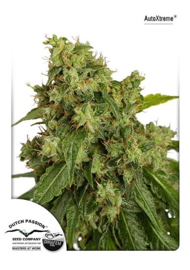 (Bild für) Xtreme Auto Feminised Seeds