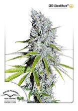 (Bild für) Skunk Haze CBD Feminised Seeds