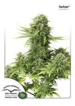 (Bild für) StarRyder Auto Feminised Seeds