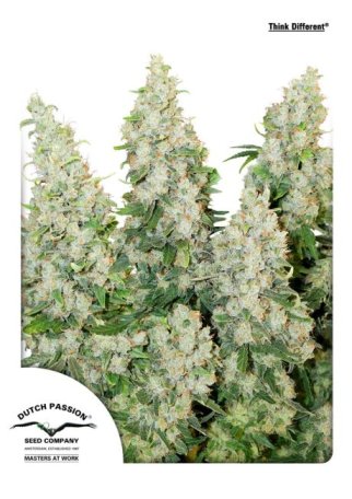 (Bild für) Think Different Auto Feminised Seeds