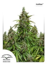 (Bild für) Mazar Auto Feminised Seeds