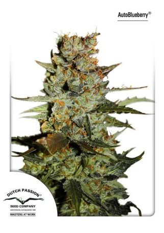 (Bild für) Blueberry Auto Feminised Seeds