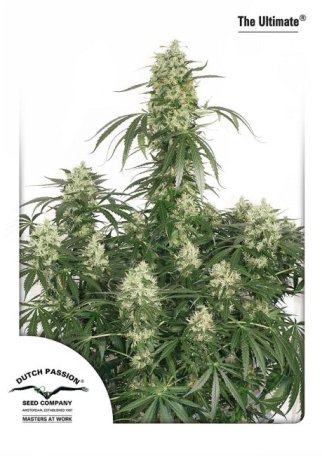 (Bild für) The Ultimate Feminised Seeds