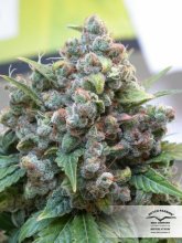 (Bild für) White Widow Feminised Seeds