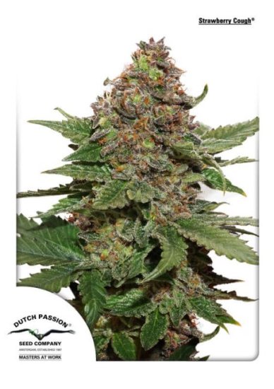 (Bild für) Strawberry Cough Feminised Seeds