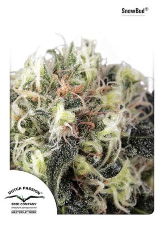 (Bild für) Snow Bud Feminised Seeds