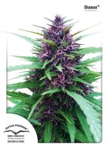 (Bild für) Shaman Feminised Seeds