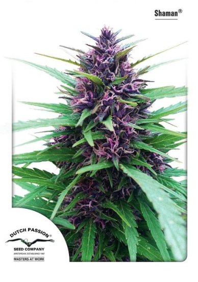 (Bild für) Shaman Feminised Seeds