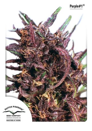 (Bild für) Purple #1 Feminised Seeds