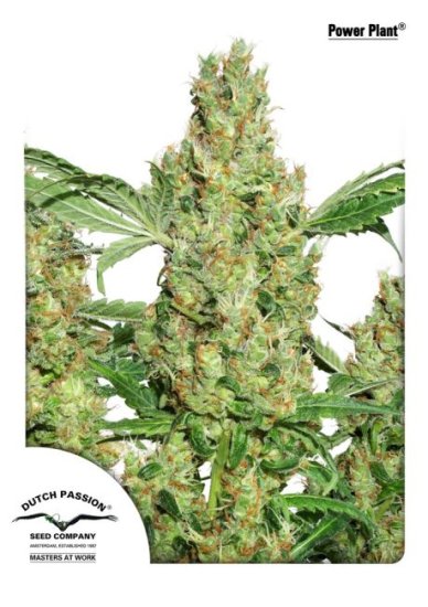 (Bild für) Power Plant Feminised Seeds