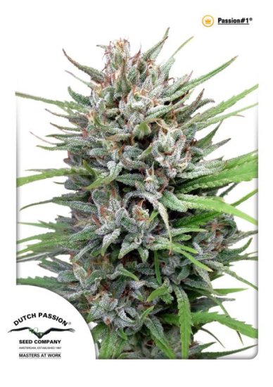 (Bild für) Passion #1 Feminised Seeds