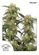 (Bild für) Pamir Gold Feminised Seeds