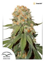 (Bild für) Orange Bud Feminised Seeds