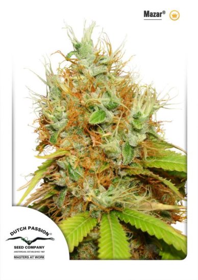 (Bild für) Mazar Feminised Seeds