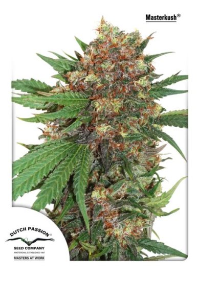 (Bild für) Master Kush Feminised Seeds