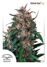 (Bild für) Holland's Hope Feminised Seeds