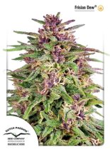 (Bild für) Frisian Dew Feminised Seeds