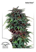 (Bild für) Durban Poison Feminised Seeds