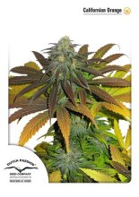 (Bild für) Californian Orange Feminised Seeds