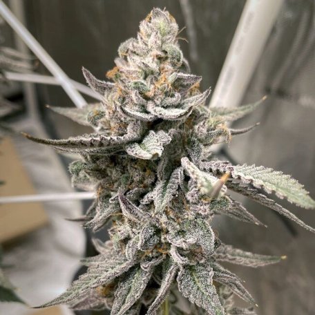 (Bild für) Beaver Cookies Feminised Seeds