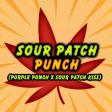 (Bild für) Sour Patch Punch Feminised Seeds