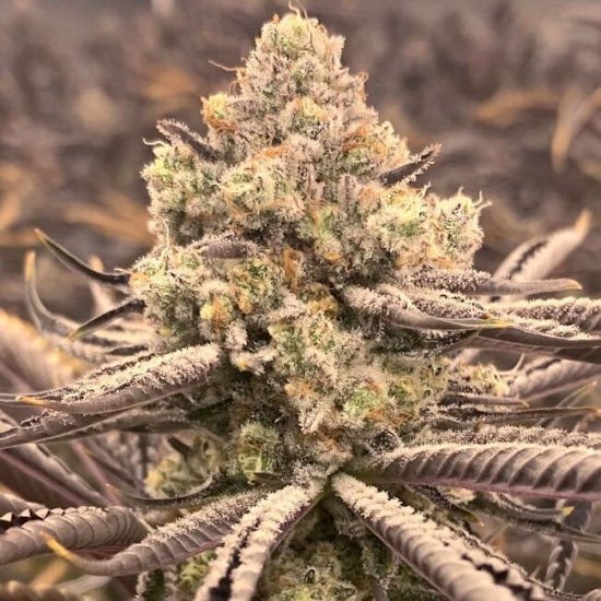 (Bild für) Sour Grape Punch Feminised Seeds