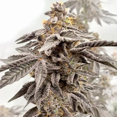 (Bild für) Sour Apple Kiss Feminised Seeds