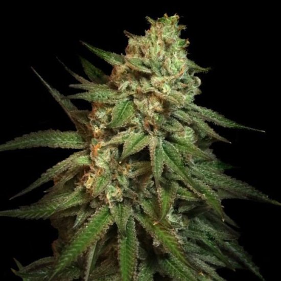 (Bild für) Snoop's Apple Frizzle Feminised Seeds