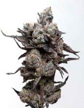 (Bild für) Runtz S1 Feminised Seeds